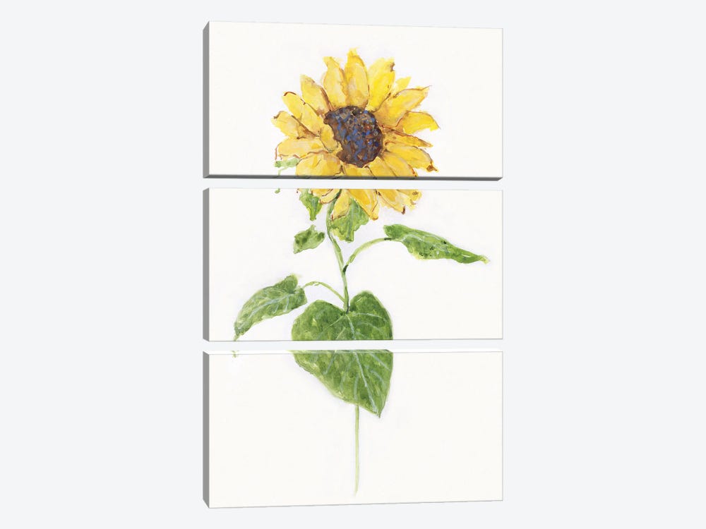 Sunflower I by Sally Swatland 3-piece Canvas Print