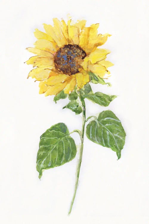 Sunflower II