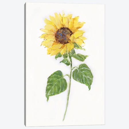Sunflower II Canvas Print #SWA259} by Sally Swatland Canvas Artwork
