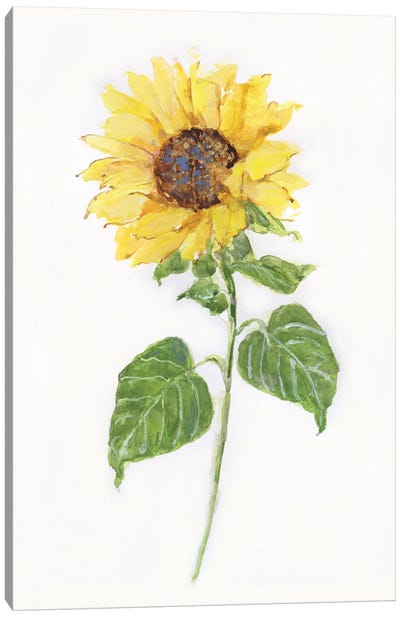 Sunflower II Canvas Art Print - Sally Swatland