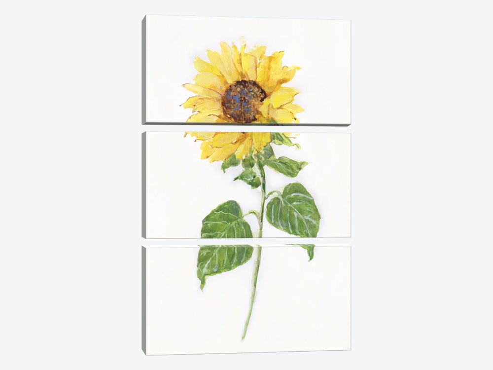 Sunflower II by Sally Swatland 3-piece Canvas Art