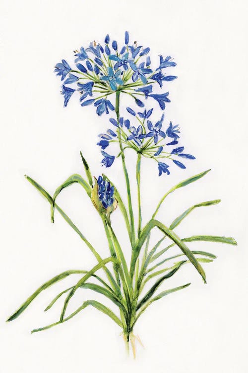 Blue Lively Botanical I