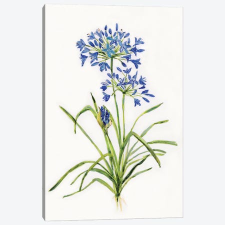 Blue Lively Botanical I Canvas Print #SWA269} by Sally Swatland Canvas Print