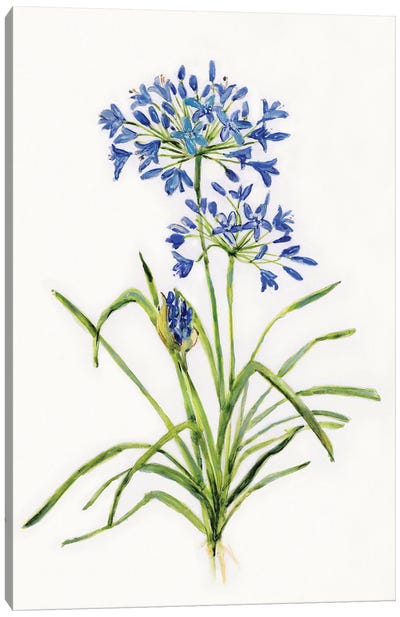 Blue Lively Botanical I Canvas Art Print - Botanical Illustrations