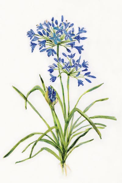 Botanical Illustrations: Blue Lively Botanical I by Sally Swatland