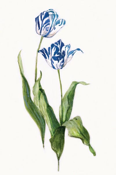 Botanical Illustrations: Blue Lively Botanical II by Sally Swatland
