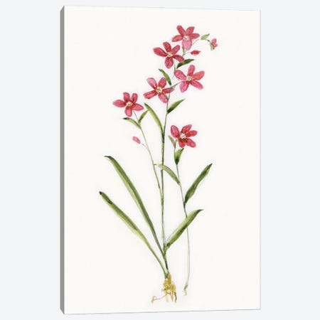 Delicate Pink I Canvas Print #SWA278} by Sally Swatland Canvas Art