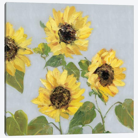 Sunflower Array I Canvas Print #SWA294} by Sally Swatland Art Print