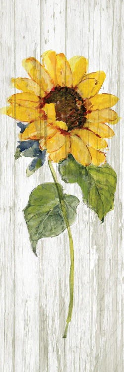 Sunflower in Autumn I