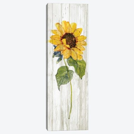 Sunflower in Autumn I Canvas Print #SWA296} by Sally Swatland Canvas Print