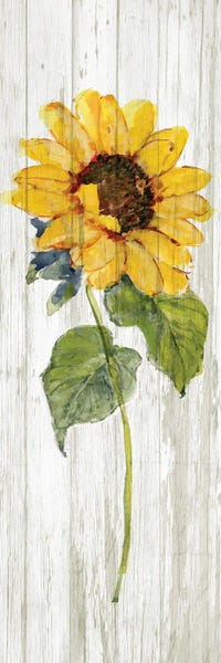 Kitchen: Sunflower in Autumn I by Sally Swatland