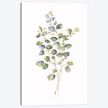 Eucalyptus II Canvas Print #SWA332} by Sally Swatland Canvas Print