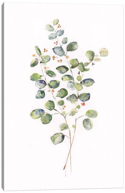 Eucalyptus II Canvas Art Print - Sally Swatland