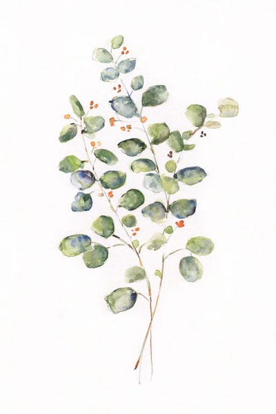 Eucalyptus: Eucalyptus II by Sally Swatland