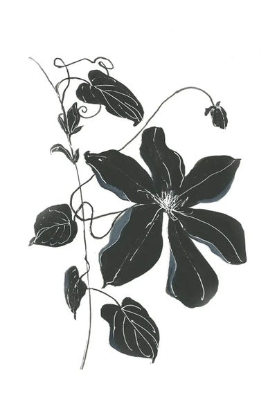 Black & White Florals: Midnight Climber II by Sally Swatland