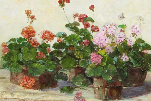 Geraniums: Veranda In Positano II by Sally Swatland