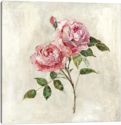Botanical Beauties I Canvas Art Print - Rose Art