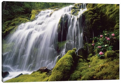 Waterfall and wild rhododendrons, Oregon. Canvas Art Print