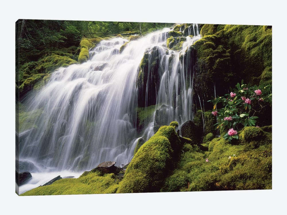 Waterfall and wild rhododendrons, Oregon. by Stuart Westmorland 1-piece Art Print