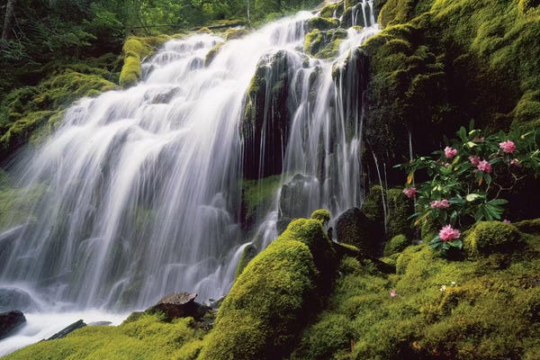 Stuart Westmorland: Waterfall and wild rhododendrons, Oregon. by Stuart Westmorland