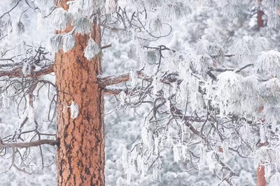 Wind-blown frosted snow on trees, Mt. Hood National Forest, Oregon by Stuart Westmorland framed wall art
