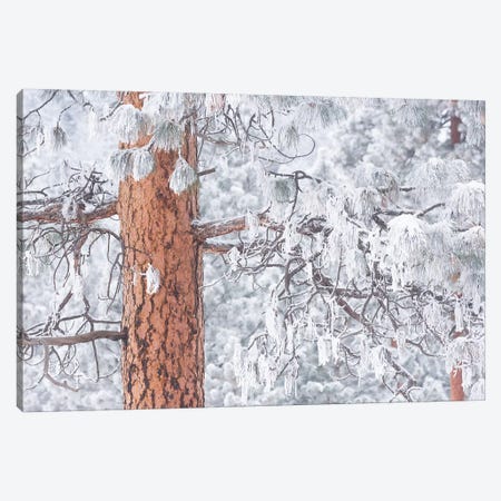 Wind-blown frosted snow on trees, Mt. Hood National Forest, Oregon Canvas Print #SWE107} by Stuart Westmorland Canvas Artwork