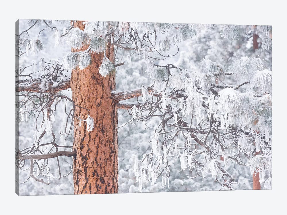 Wind-blown frosted snow on trees, Mt. Hood National Forest, Oregon by Stuart Westmorland 1-piece Art Print