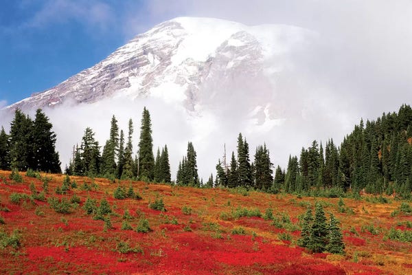 Evergreen Trees: Fog-Covered Mount Rainier With An Autumn Landscape In The Foreground, Mount Rainier National Park, Washington, USA by Stuart Westmorland