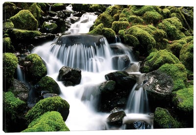 Cascading Mossy Stream, Sol Duc River Valley, Olympic National Park, Washington, USA Canvas Art Print