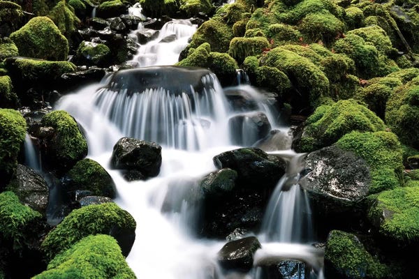 Moss: Cascading Mossy Stream, Sol Duc River Valley, Olympic National Park, Washington, USA by Stuart Westmorland