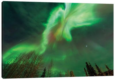 Aurora borealis, near Fairbanks, Alaska Canvas Art Print - Alaska Art