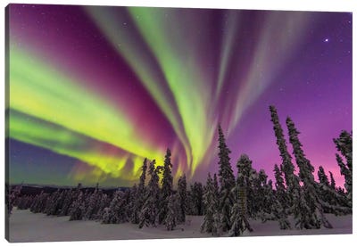 Aurora borealis, northern lights, near Fairbanks, Alaska II Canvas Art Print