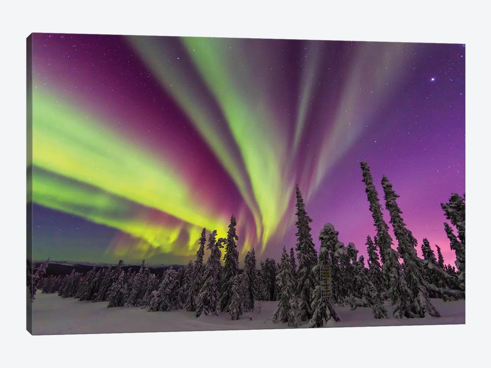 Aurora borealis, northern lights, near Fairbanks, Alaska II by Stuart Westmorland 1-piece Art Print