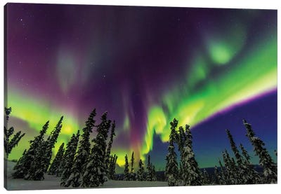 Aurora borealis, northern lights, near Fairbanks, Alaska III Canvas Art Print - Astronomy & Space Art