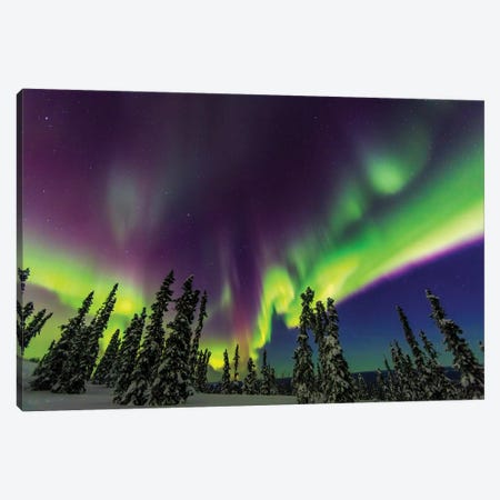 Aurora borealis, northern lights, near Fairbanks, Alaska III Canvas Print #SWE17} by Stuart Westmorland Canvas Artwork