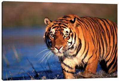 Bengal Tiger, India Canvas Art Print - India Art