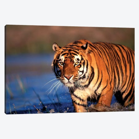 Bengal Tiger, India Canvas Print #SWE1} by Stuart Westmorland Canvas Artwork
