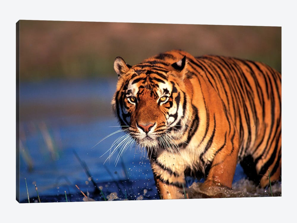 Bengal Tiger, India by Stuart Westmorland 1-piece Art Print