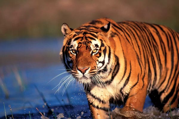 Stuart Westmorland: Bengal Tiger, India by Stuart Westmorland