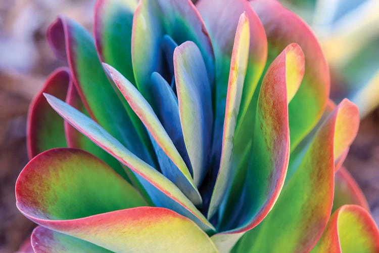 Close-up of succulent plants, San Diego, California, USA.