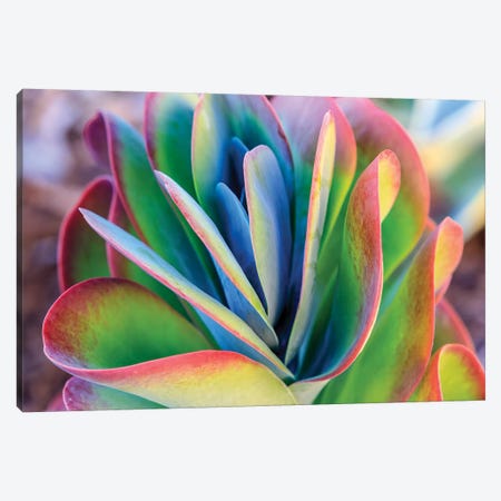 Close-up of succulent plants, San Diego, California, USA. Canvas Print #SWE22} by Stuart Westmorland Canvas Wall Art