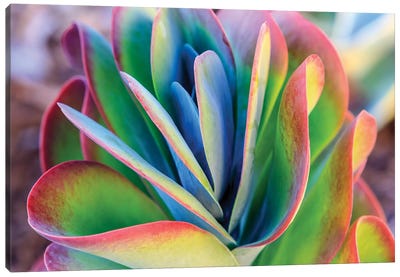 Close-up of succulent plants, San Diego, California, USA. Canvas Art Print