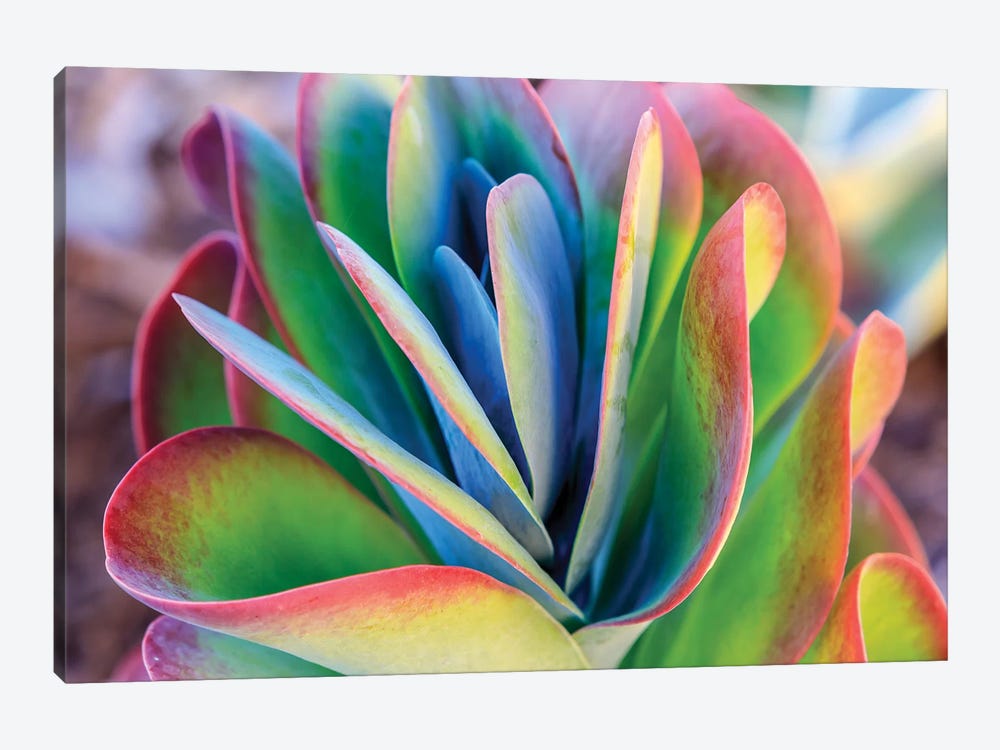 Close-up of succulent plants, San Diego, California, USA. by Stuart Westmorland 1-piece Canvas Wall Art