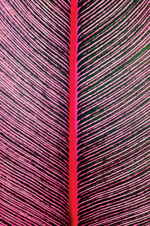 Pink-Striped Heliconia, Heliconia iconia, HTBG, Hawaii