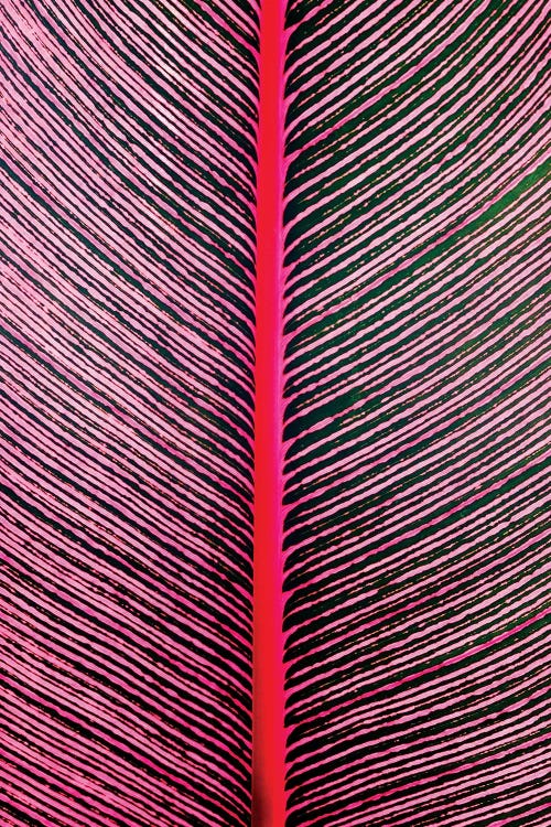 Pink-Striped Heliconia, Heliconia iconia, HTBG, Hawaii by Stuart Westmorland wall art
