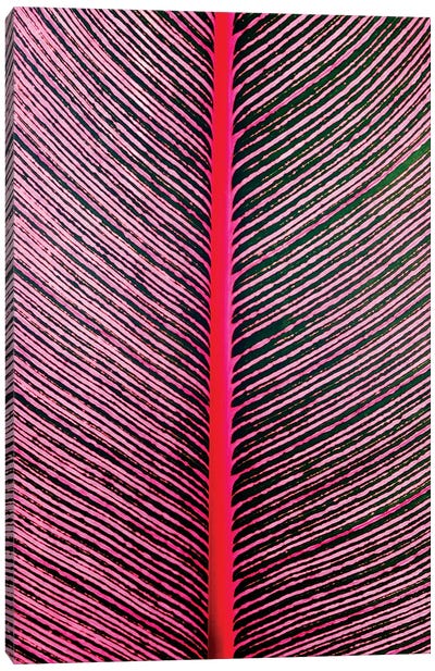 Pink-Striped Heliconia, Heliconia iconia, HTBG, Hawaii Canvas Art Print - Feather Art