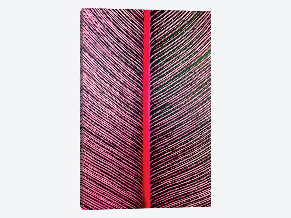 Pink-Striped Heliconia, Heliconia iconia, HTBG, Hawaii by Stuart Westmorland 1-piece Canvas Art Print