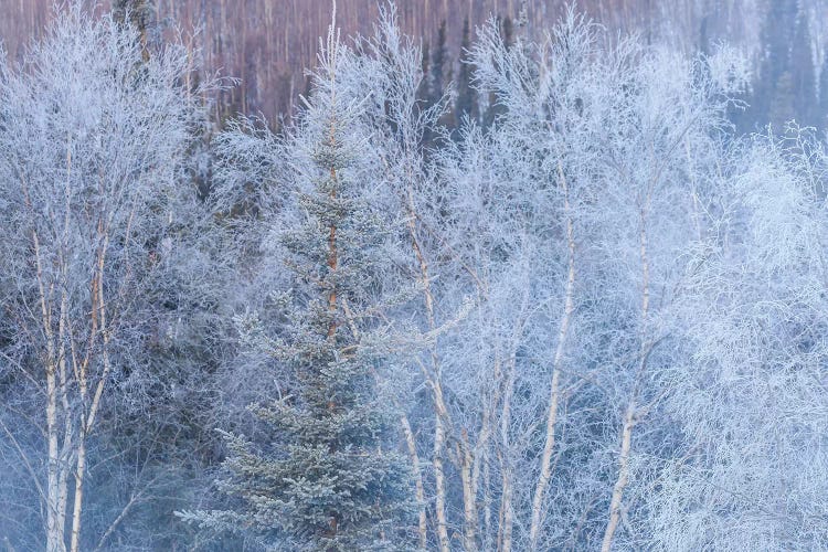 Winter scenic near Fairbanks, Alaska by Stuart Westmorland wall art