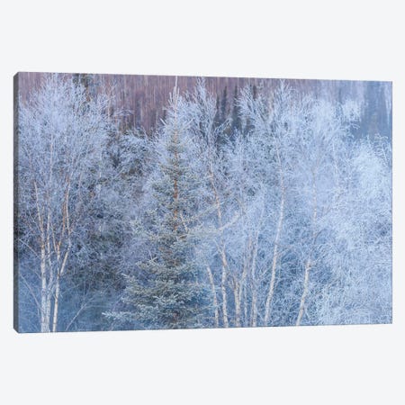 Winter scenic near Fairbanks, Alaska Canvas Print #SWE28} by Stuart Westmorland Canvas Wall Art