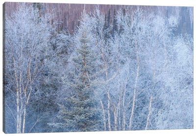 Winter scenic near Fairbanks, Alaska Canvas Art Print